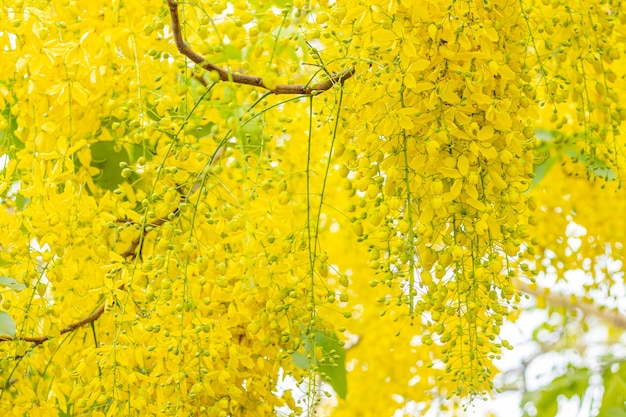 Cassia fistura, belle femme au bord de la route