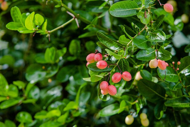 cassis dans mon jardin