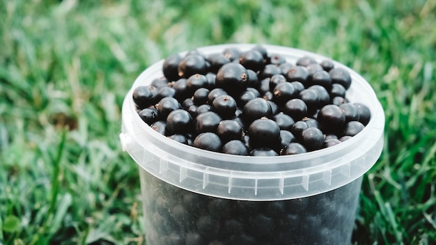 Cassis dans un seau en plastique sur fond d'herbe verte