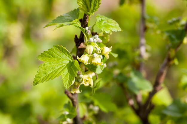 Cassis à fleurs