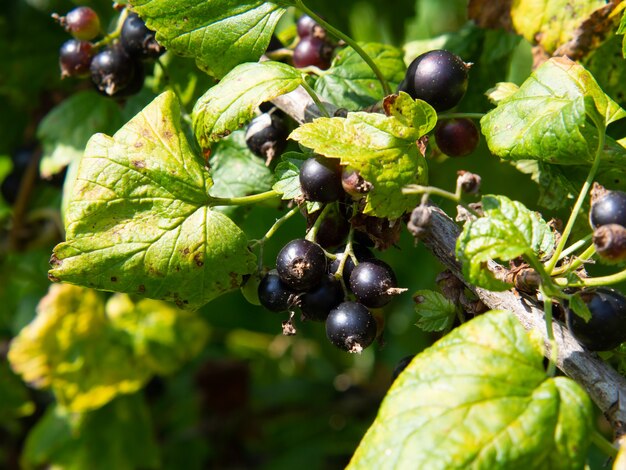 Cassis mûr sur une branche en été sur un fond naturel flou