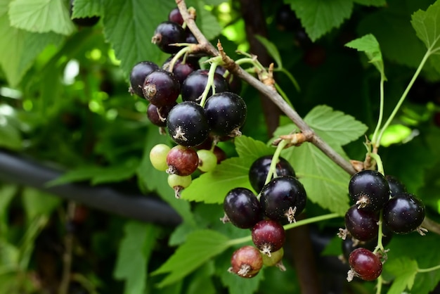 Cassis mûr dans un jardin sur fond vert