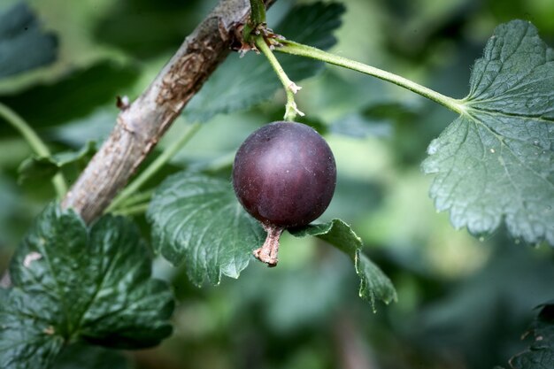 Cassis mûr sur un gros plan de branche