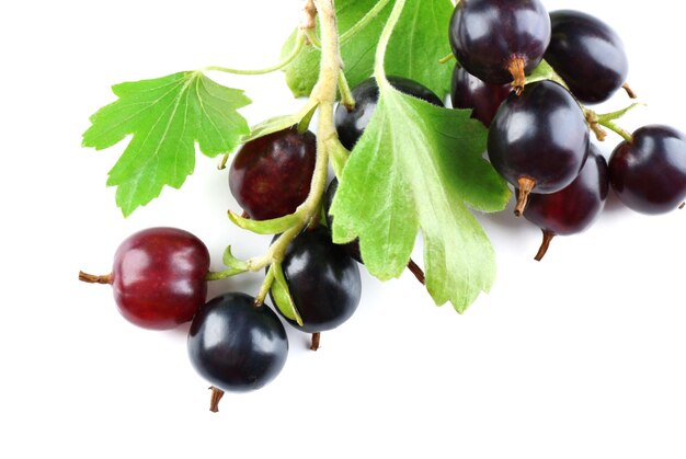 Cassis sauvage avec des feuilles vertes isolées sur blanc