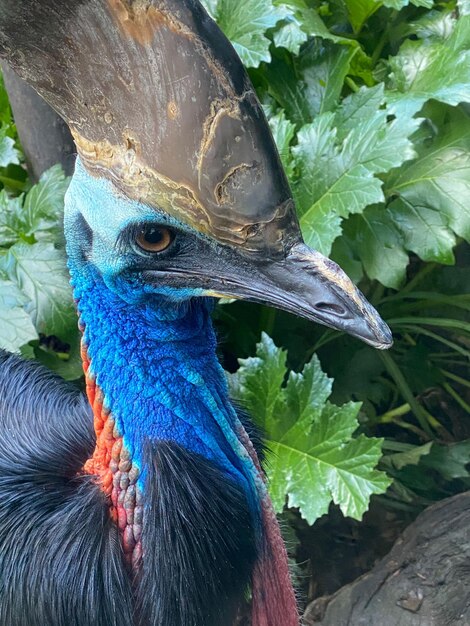 Photo le cassouar dans le daintree