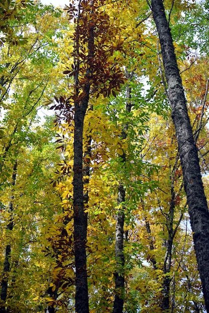 Castar forestier en automne