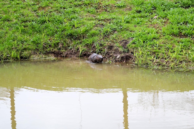 Un castor brun ordinaire nage dans un étang avec de l'eau sale et de l'herbe verte sur le rivage