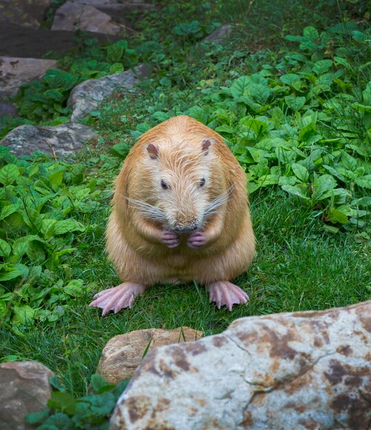 Le castor est assis sur l'herbe et mange