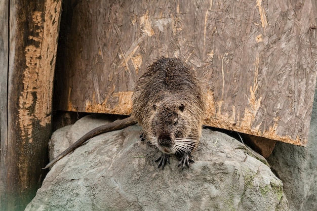 Le castor mouillé est sorti de l'eau