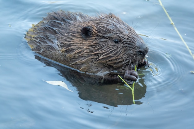 Castor sauvage mangeant dans la rivière