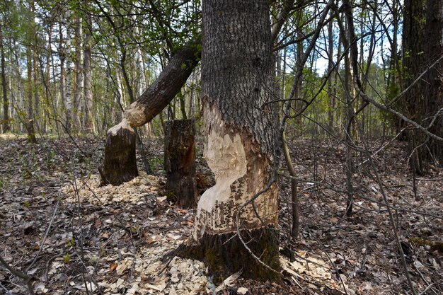 Les castors mâchaient des troncs d'arbres