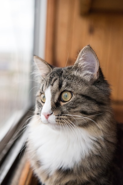 Cat regarde par la fenêtre. Beau chat assis sur un rebord de fenêtre et regardant par la fenêtre.