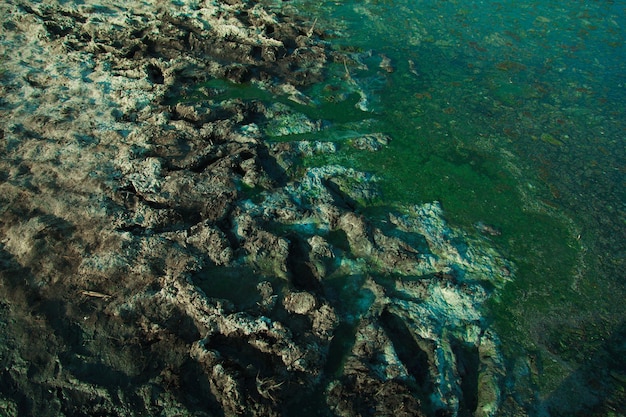 Catastrophe écologique : les algues vertes sur la côte. L'eau fleurit. Bouchent la surface de l'eau de mer polluée par des algues vertes