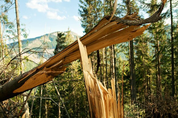 Catastrophe éolienne d'arbre brisé