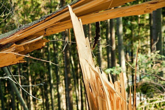 Catastrophe éolienne d'arbre brisé