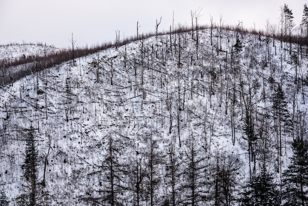 Catastrophe forestière. Forêt d&#39;épinettes tombées au flanc d&#39;une montagne en hiver.