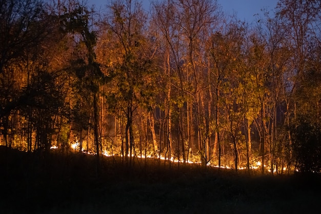 La catastrophe des incendies de forêt brûle causée par l'homme