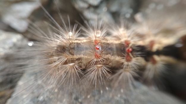 Caterpillar sur fond de pierre pour papier peint animal