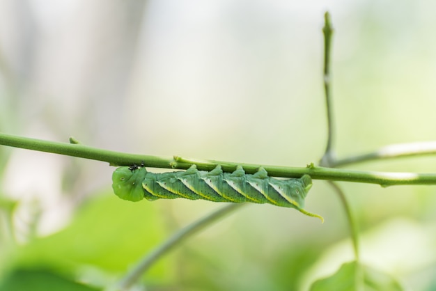 Photo caterpillar, grand ver vert