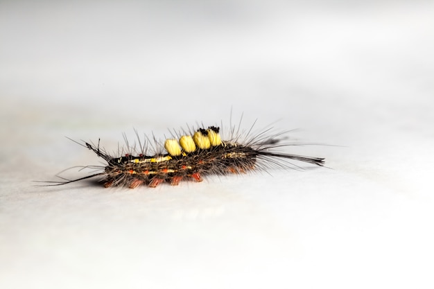 Caterpillar sur ma table