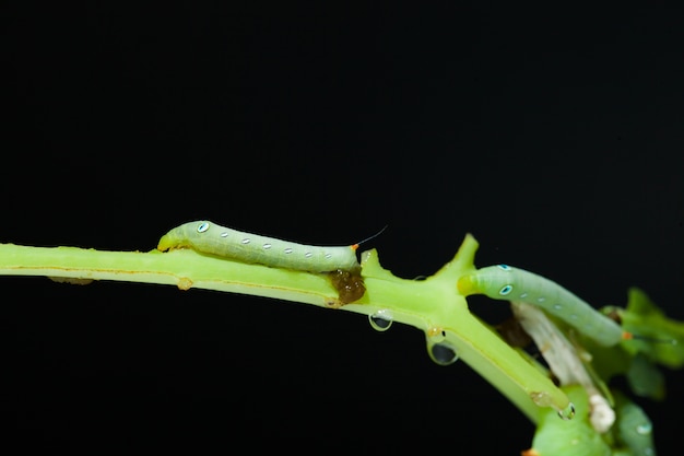 Caterpillar mange une plante verte sur fond noir.