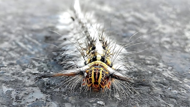 Photo caterpillar à poils