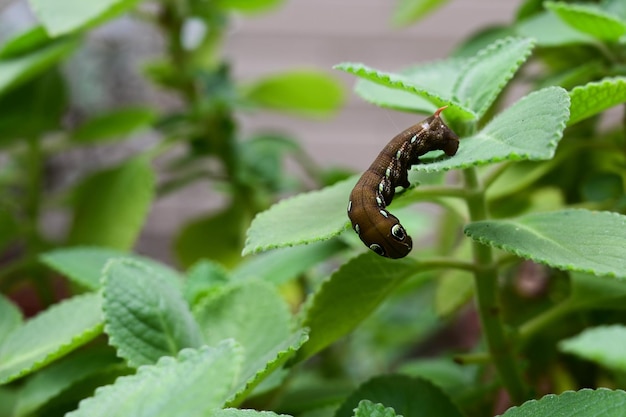 Caterpillar rampant sur la feuille se bouchent