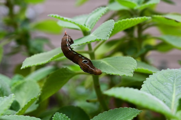 Caterpillar rampant sur la feuille se bouchent