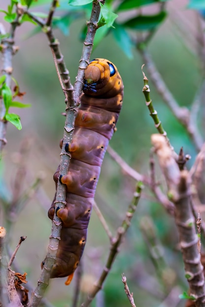 Caterpillar rampe sur l'arbre