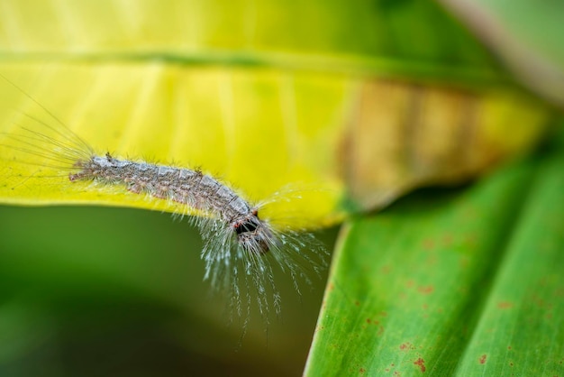 Caterpillar sur vieille feuille dans la jungle tropicale de l'île Bali Indonésie Close up