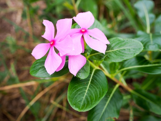 Photo catharanthus roseus rose fleurissent dans le jardin.