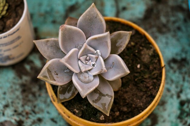 Catus succulent avec des feuilles épaisses dans un pot rempli de terre et de compost