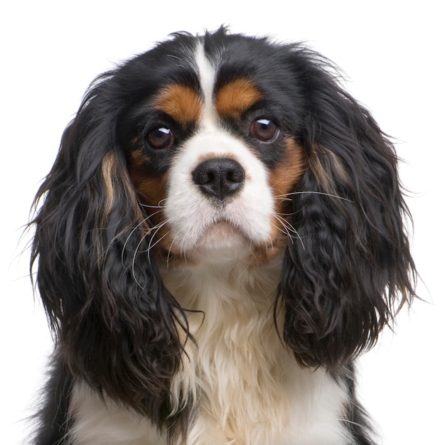 Cavalier King Charles avec 10 mois. Portrait de chien isolé