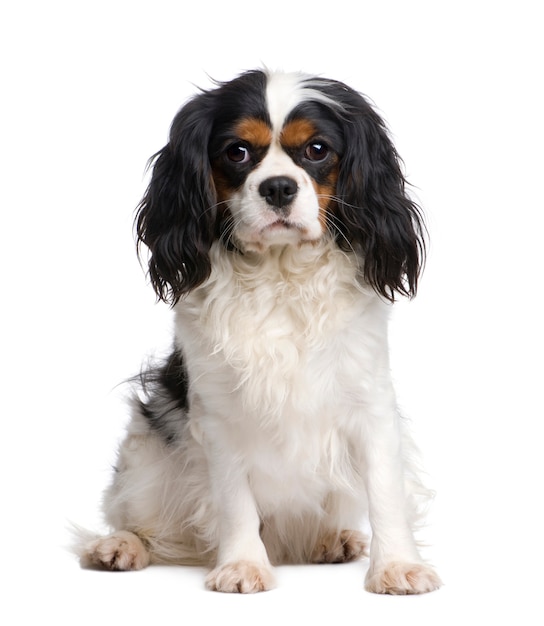 Cavalier King Charles avec 2 ans. Portrait de chien isolé