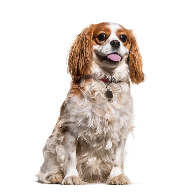 Cavalier King Charles assis sur fond blanc