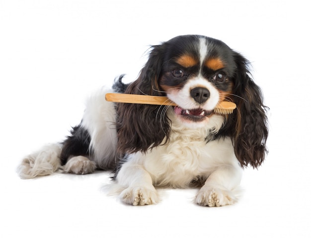 Cavalier King Charles avec une brosse à dents dans la bouche