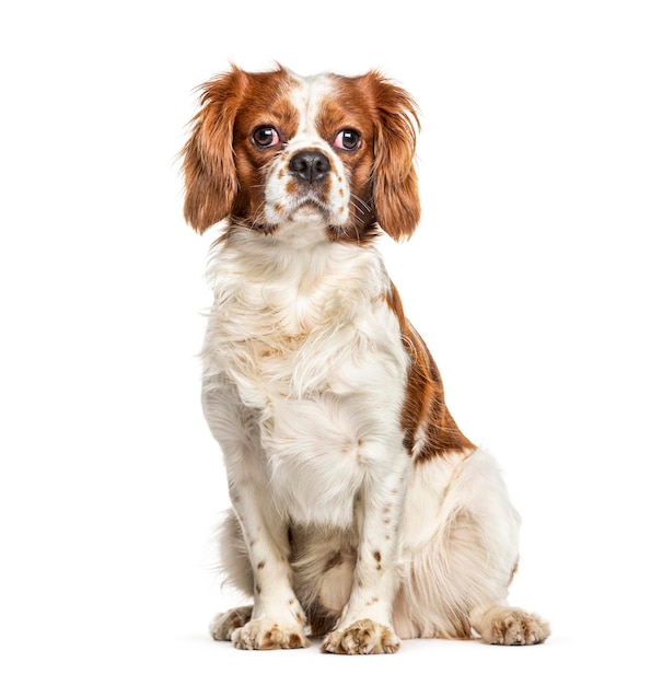 Cavalier King Charles chien isolé sur blanc