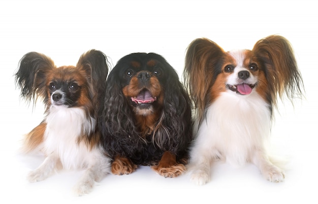 cavalier king charles et chiens papillon