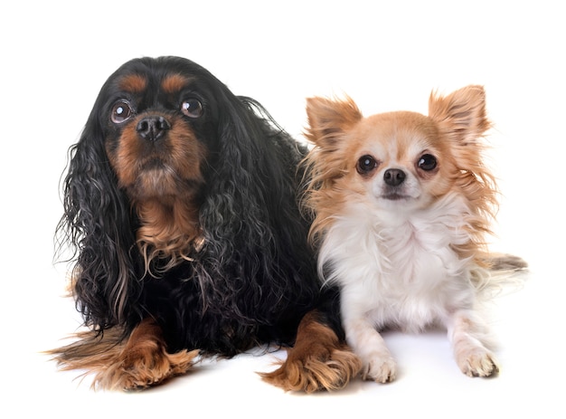 cavalier king charles et chihuahua