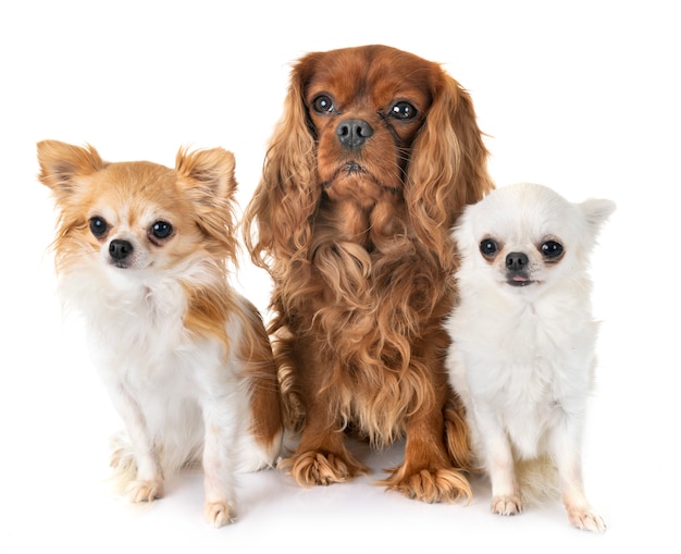 cavalier king charles et chihuahua