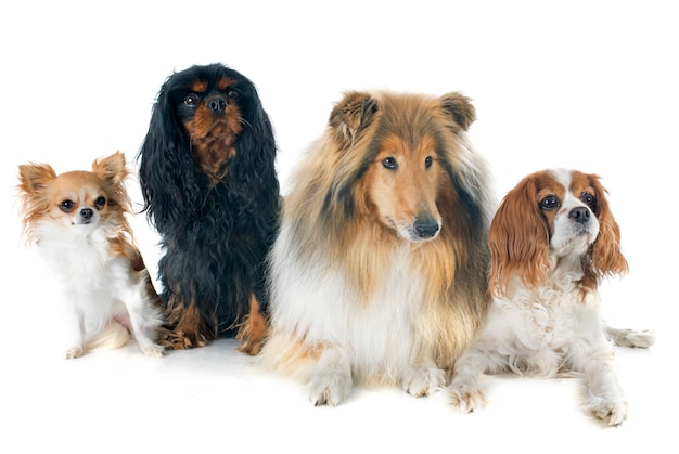 cavalier king charles et collie