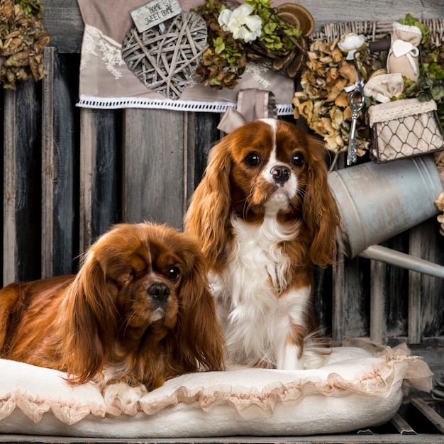 Cavalier King Charles devant un mur rustique