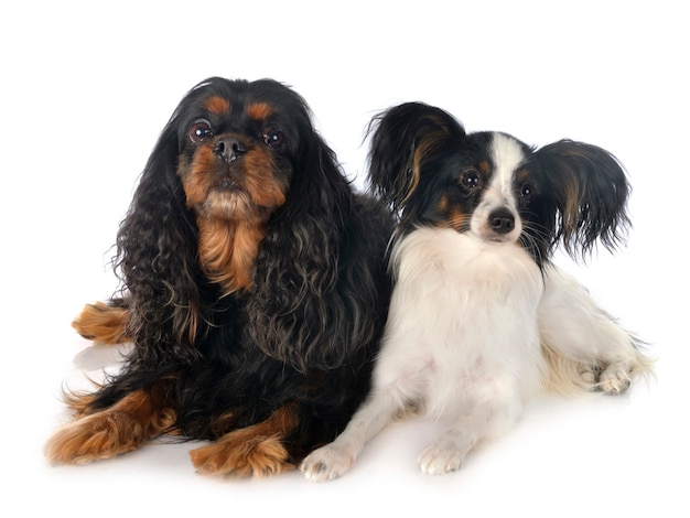 Cavalier king charles et papillon