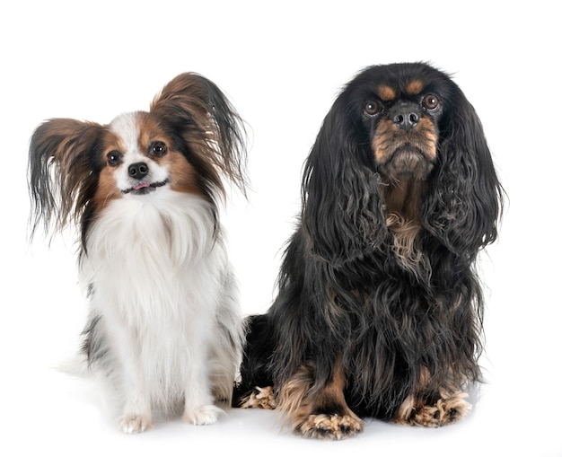 cavalier king charles et papillon