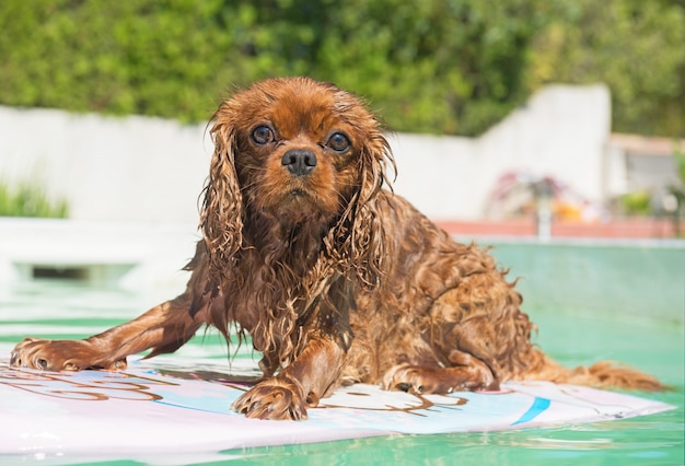 Cavalier King Charles En Piscine