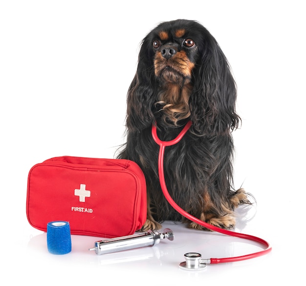 cavalier king charles et premiers secours