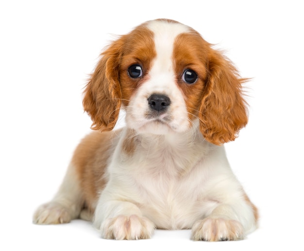 Cavalier King Charles Puppy allongé et face isolé sur blanc