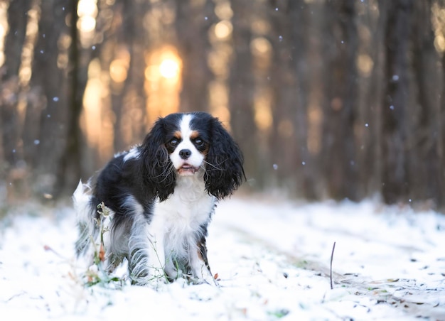 cavalier king charles restant dans la nature