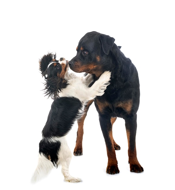 Cavalier king charles et rottweiler