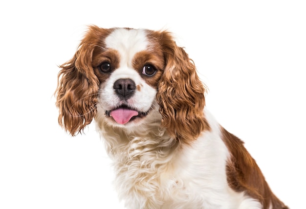 Cavalier King Charles Spaniel, 19 mois, contre surface blanche